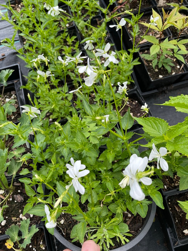 Viola cornuta ‘Alba'