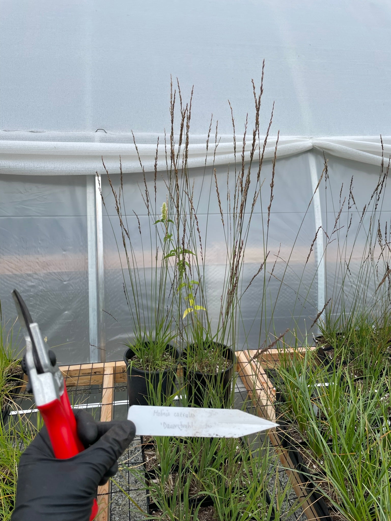 Molinia caerulea 'Dauerstrahl'