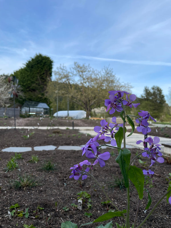 Lunaria annua 'Corfu Blue'