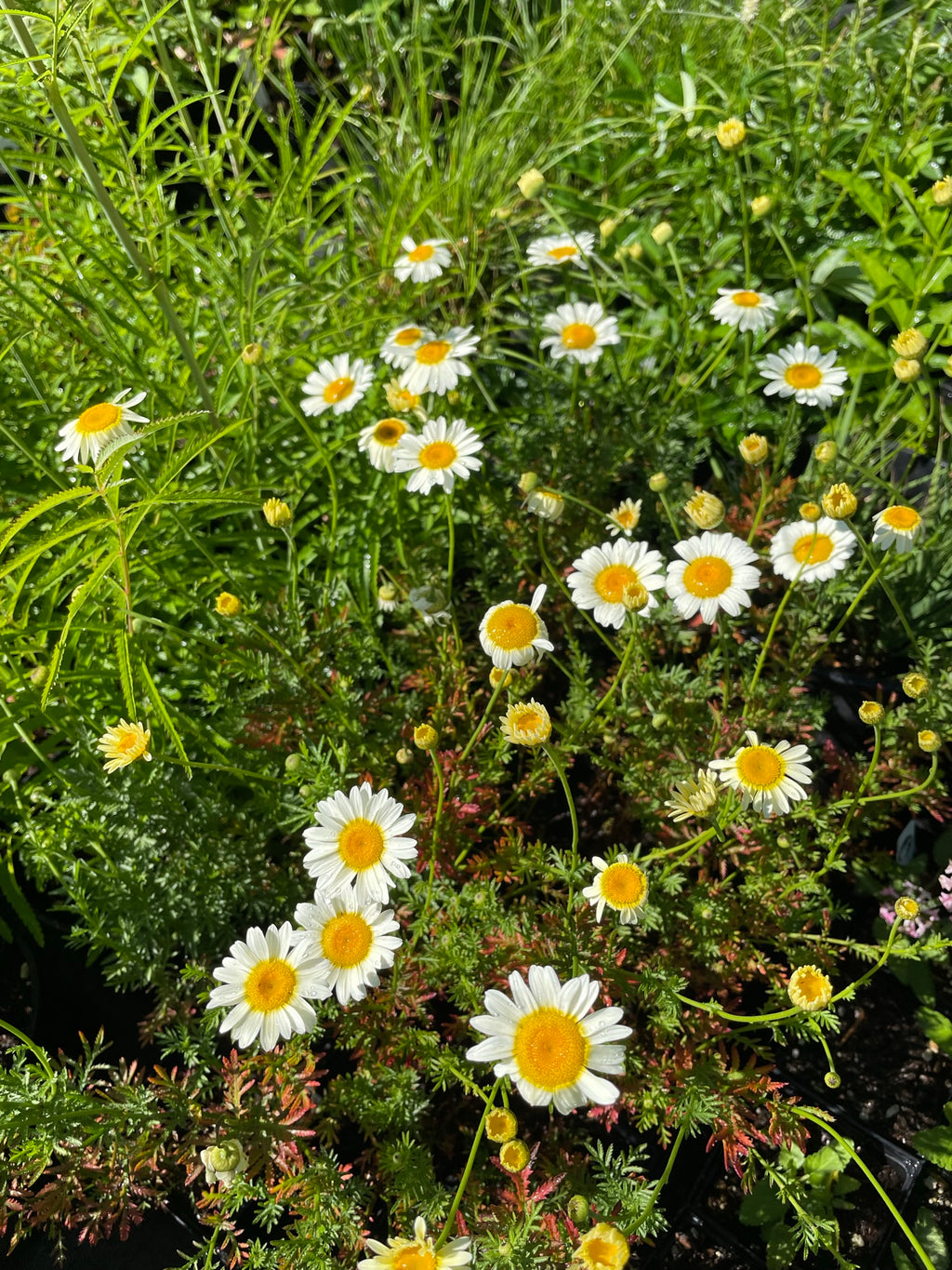 Anthemis tinctoria ‘Sauce Hollandaise'
