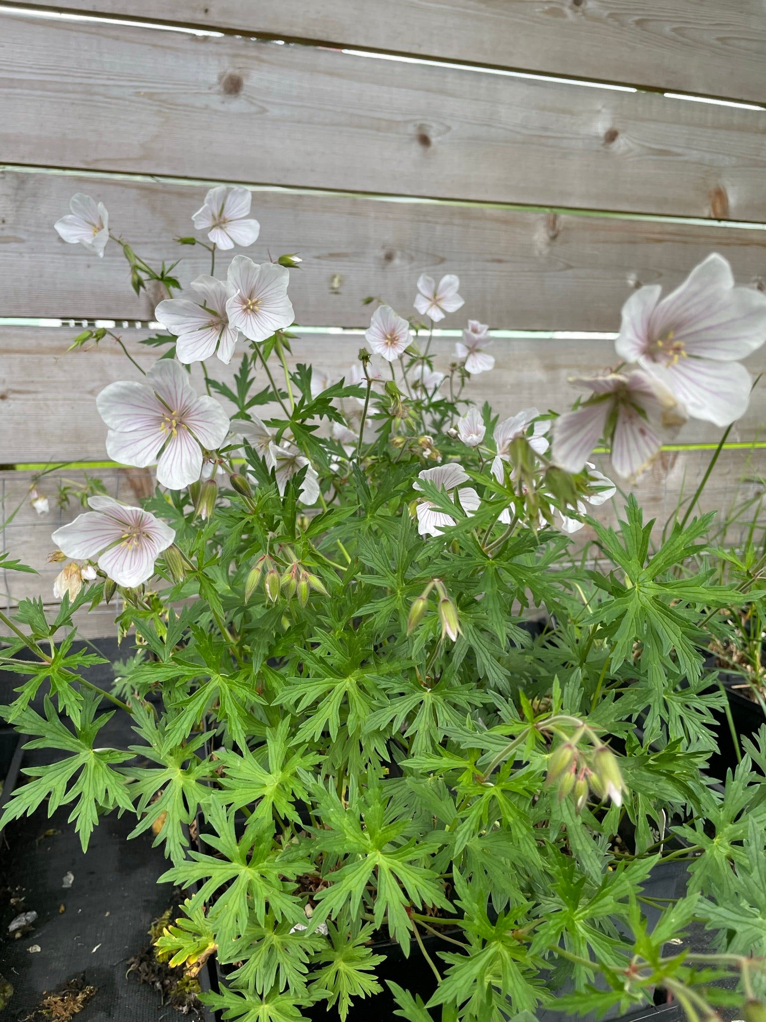Geranium clarkei 'Kashmir White'