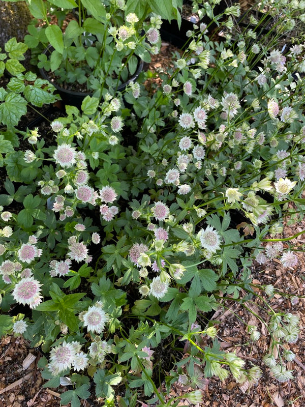 Astrantia ‘Buckland’