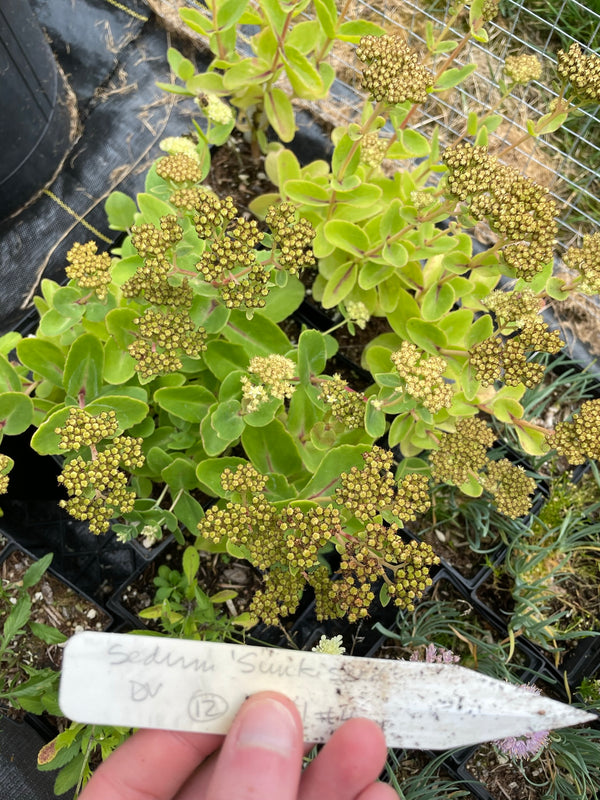 Hylotelephium 'Sunkissed'