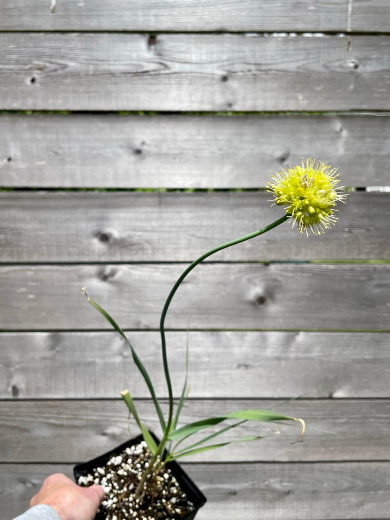 Allium obliquum