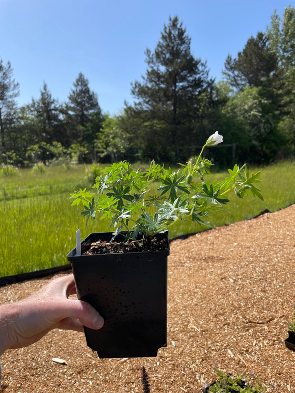 Geranium sanguineum 'Album'