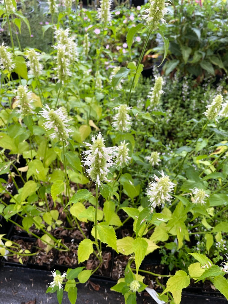 Agastache rugosa ‘Alabaster'