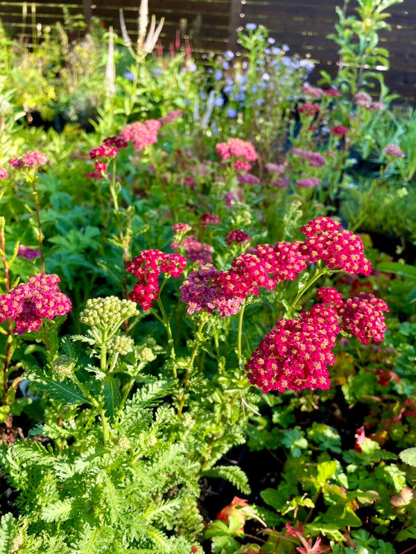 Achillea millefolium ‘Red Velvet’