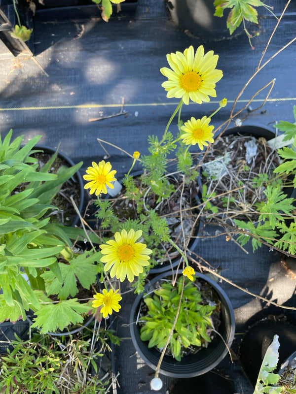 Anthemis tinctoria ‘E.C. Buxton’
