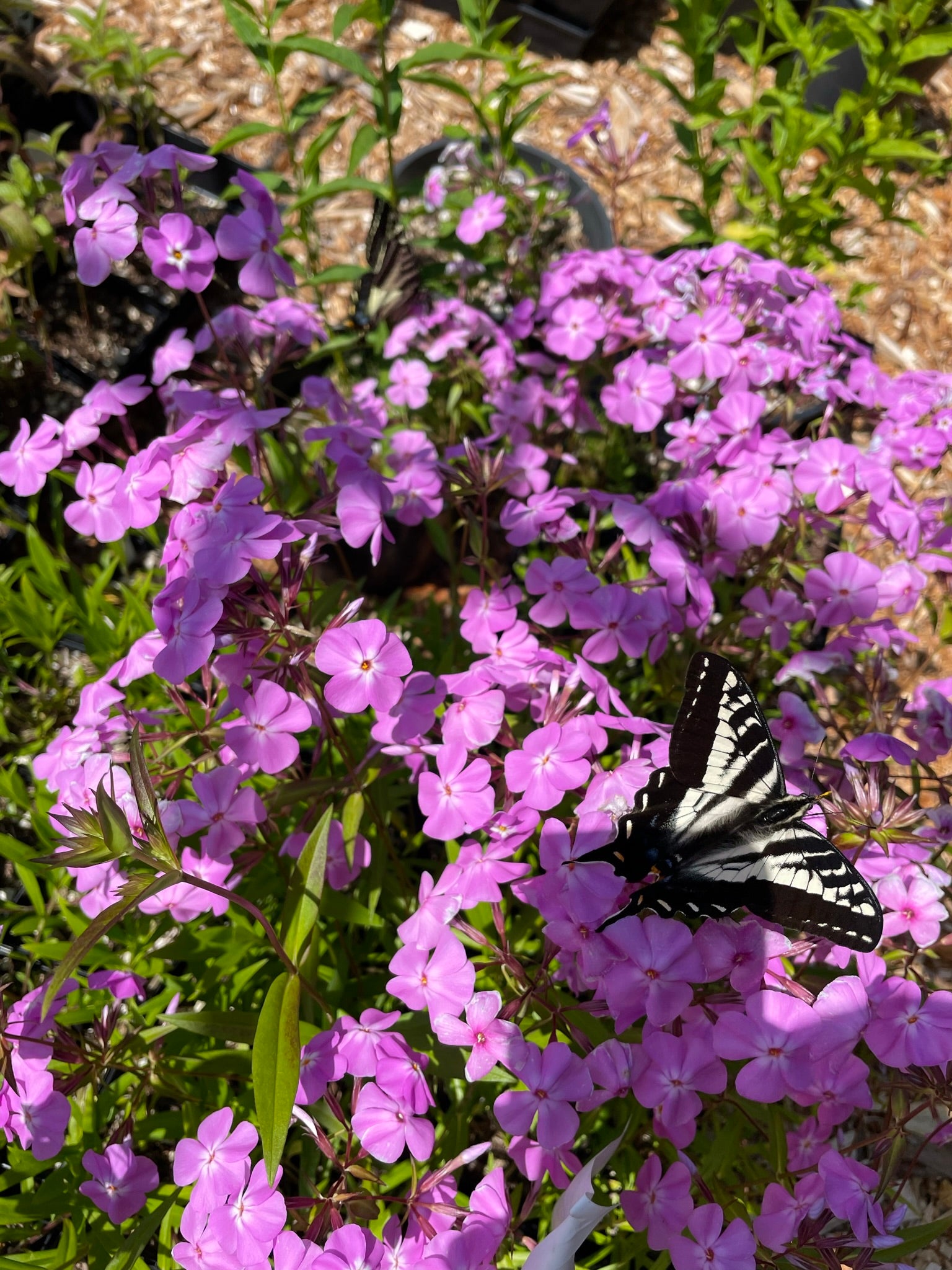Phlox carolina 'Bill Baker'