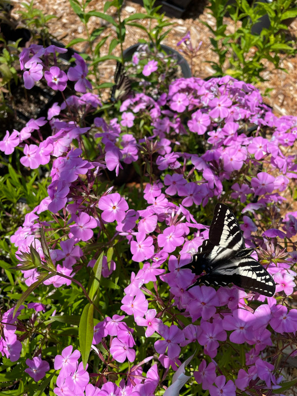 Phlox carolina 'Bill Baker'
