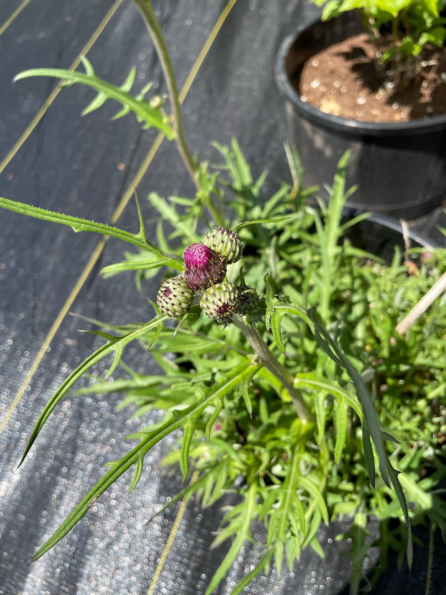 Cirsium rivulare ‘Trevor's Blue Wonder'