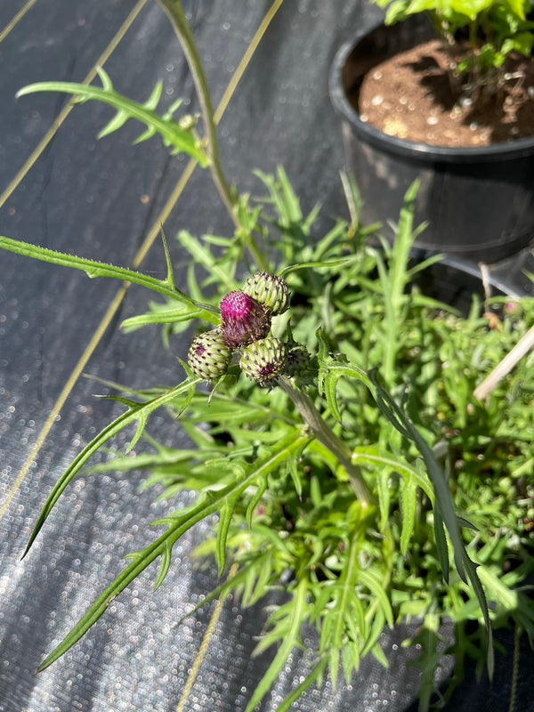 Cirsium rivulare ‘Trevor’s Blue Wonder’