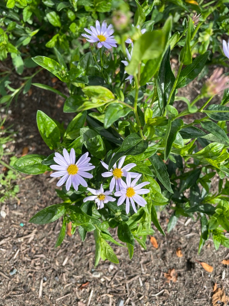 Aster x frikartii ‘Mönch'