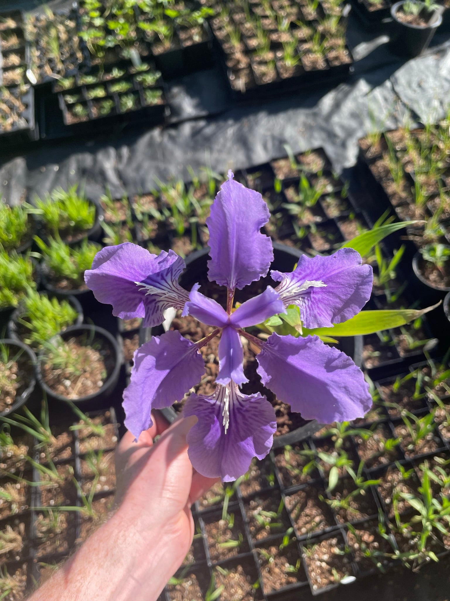 Iris tectorum 'Woolong Ghost'