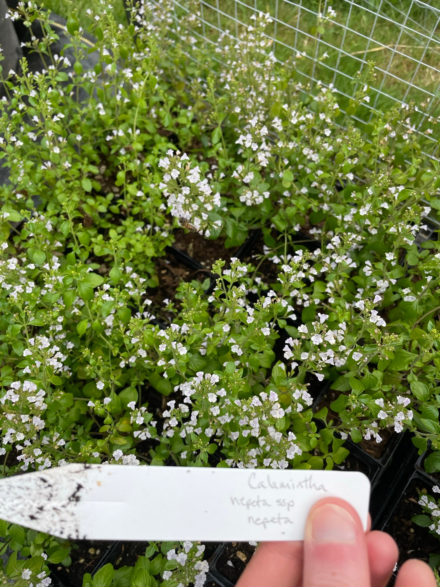 Calamintha nepeta ssp. nepeta