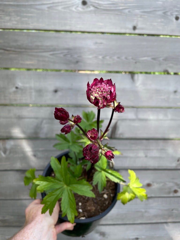 Astrantia major ‘Hadspen Blood'
