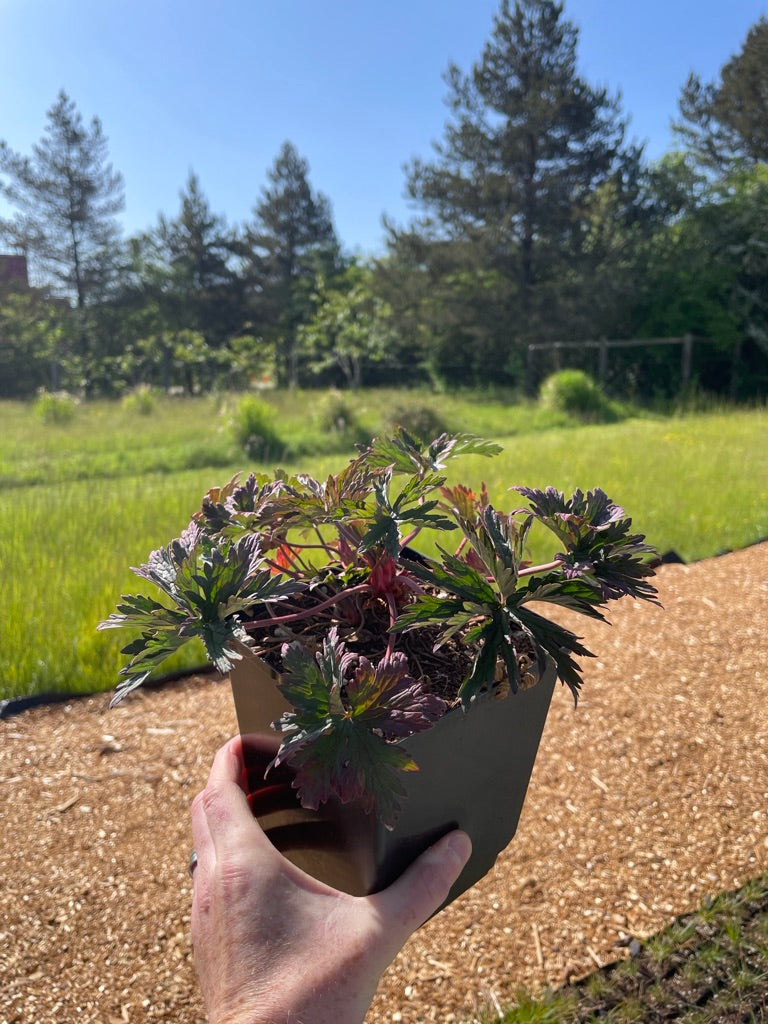 Geranium pratense 'Dark Reiter'