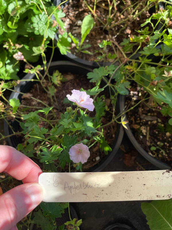 Geranium sanguineum 'Apfelblüte'