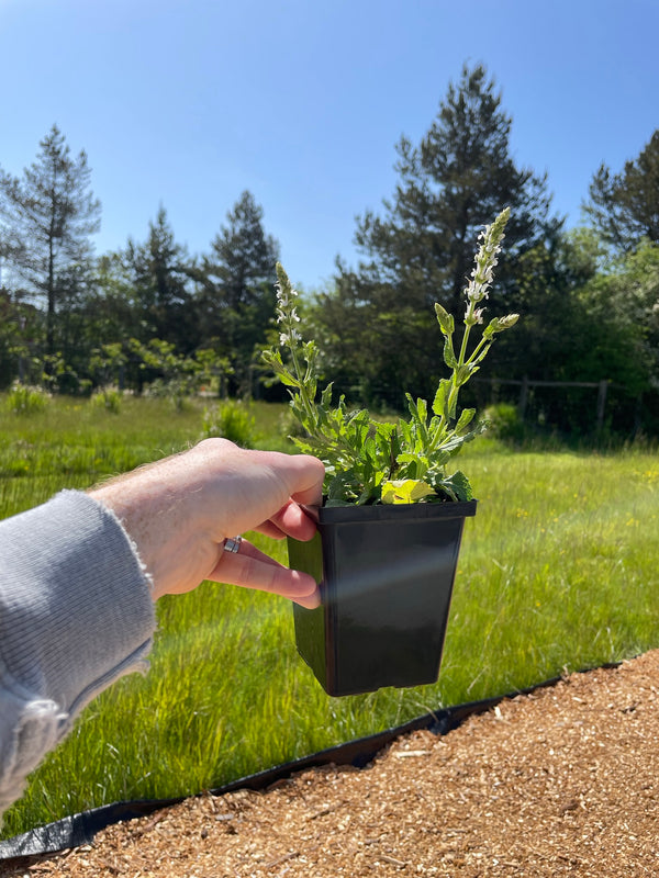 Salvia sylvestris 'Schneehügel'