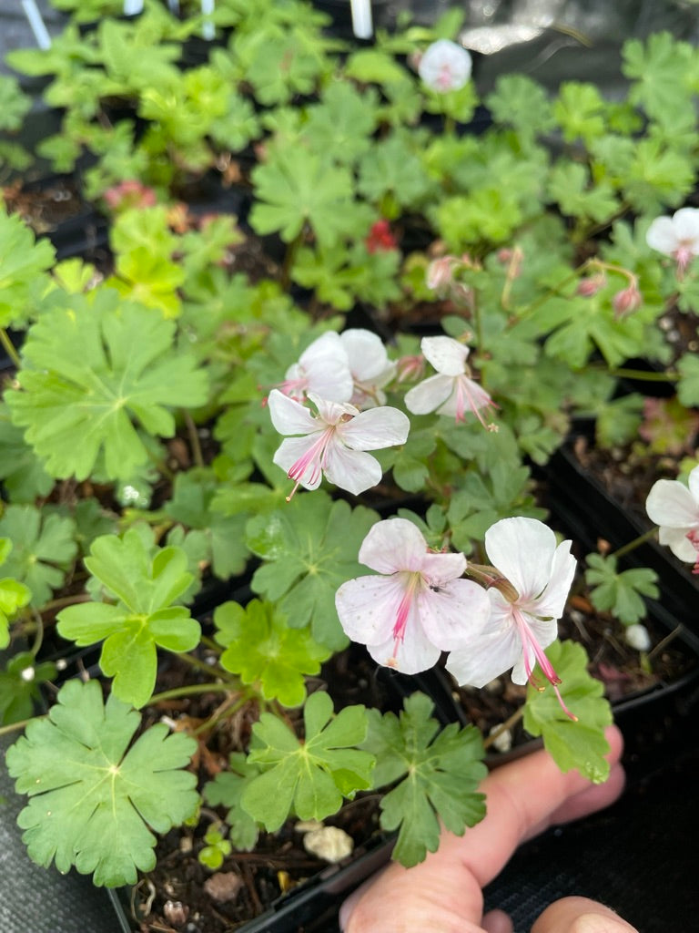 Geranium × cantabrigiense 'Biokovo'