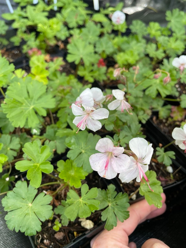 Geranium × cantabrigiense 'Biokovo'