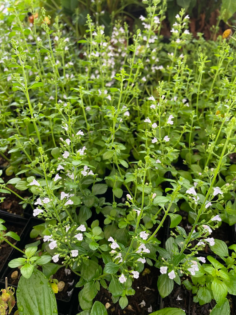 Calamintha nepeta ssp. nepeta