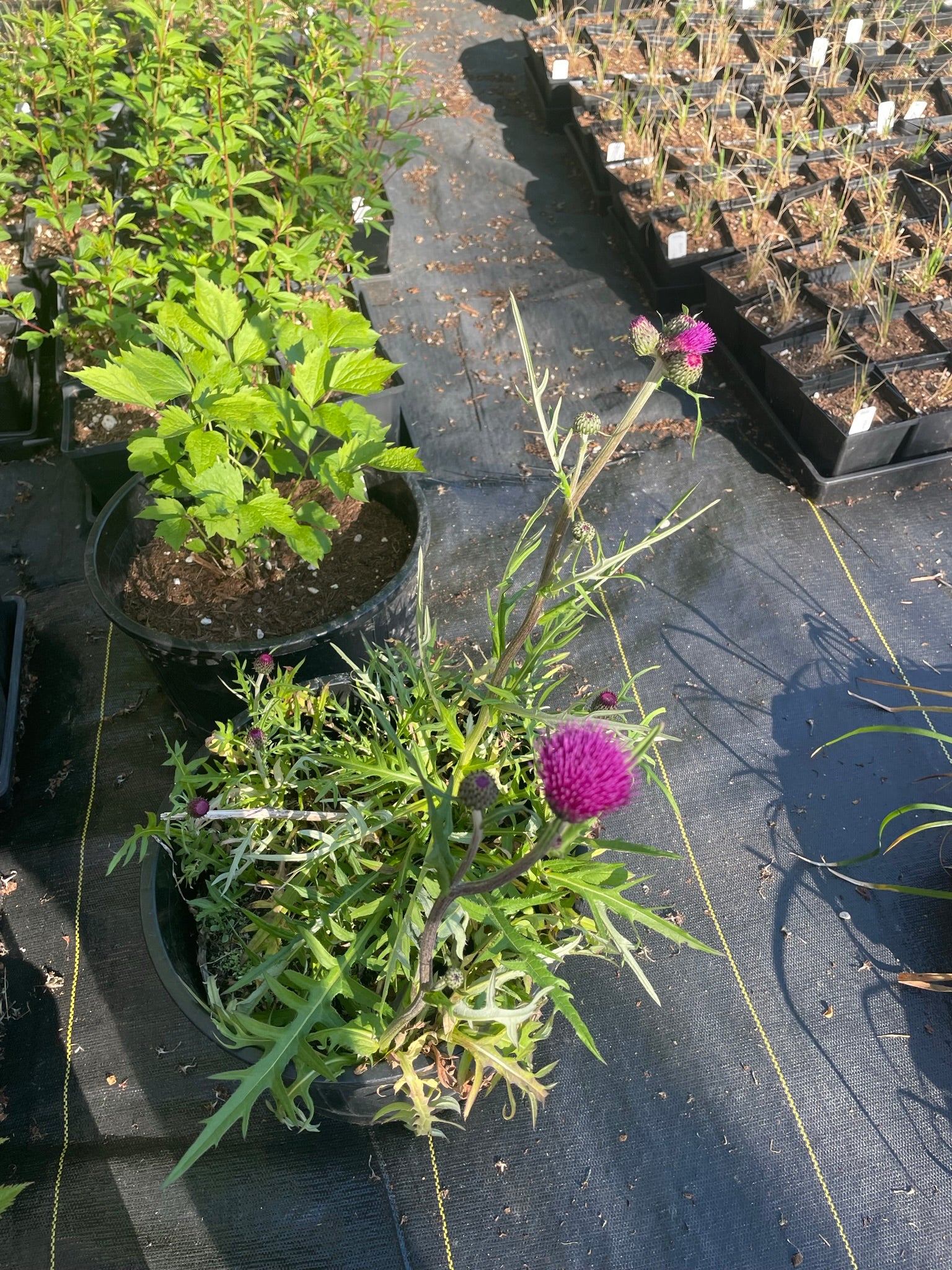 Cirsium rivulare ‘Trevor's Blue Wonder'
