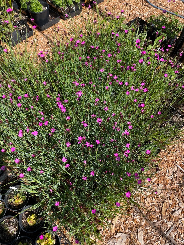 Dianthus carthusianorum