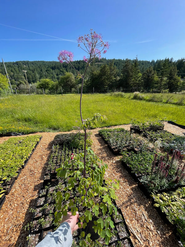 Thalictrum 'Black Stockings'