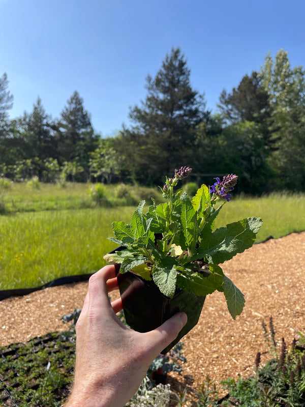 Salvia x sylvestris 'Mainacht'