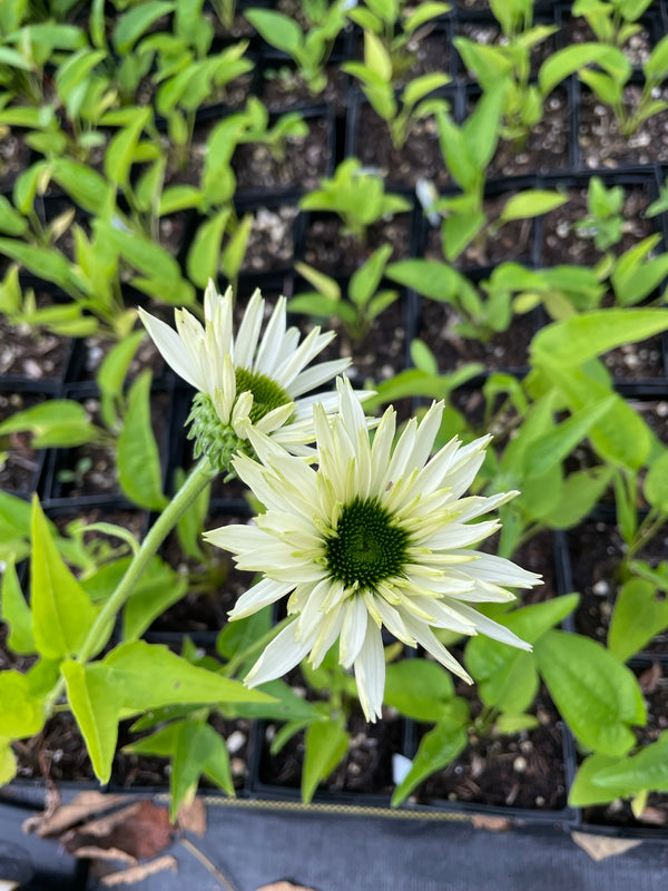 Echinacea purpurea 'Virgin'