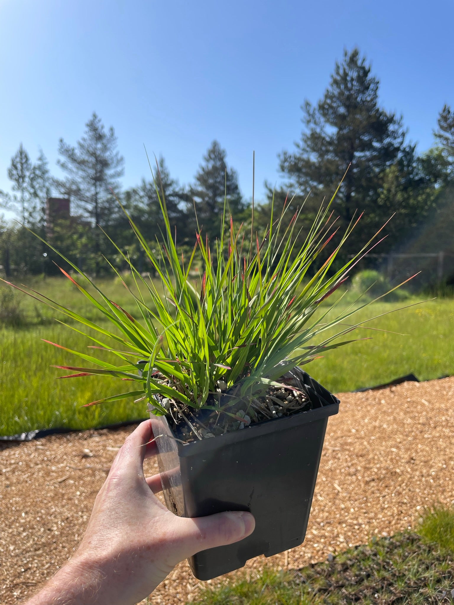 Molinia caerulea 'Heidebraut'