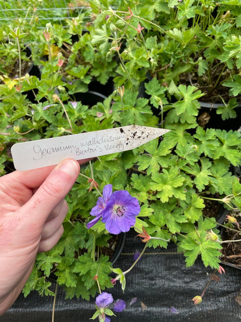 Geranium wallichianum 'Buxton's Variety'