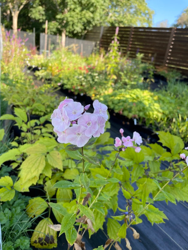 Phlox paniculata 'Tuytel's Find'
