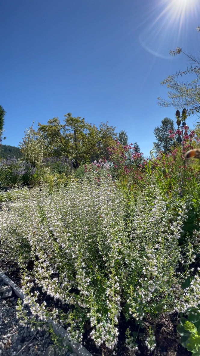 Calamintha nepeta ssp. nepeta
