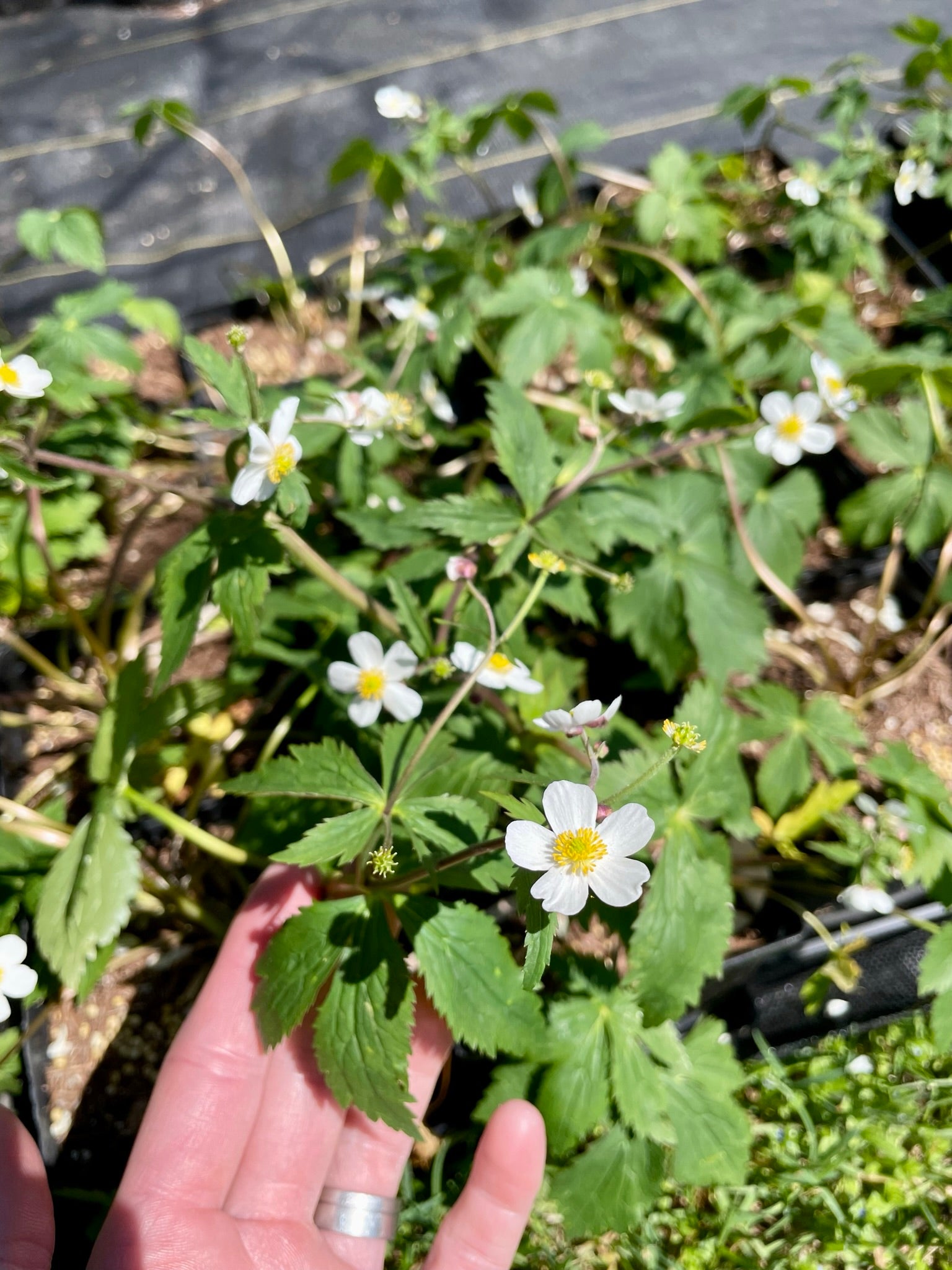 Ranunculus aconitifolius