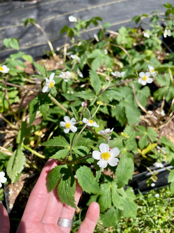 Ranunculus aconitifolius