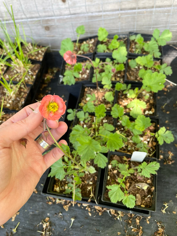 Geum rivale 'Leonard's Variety'