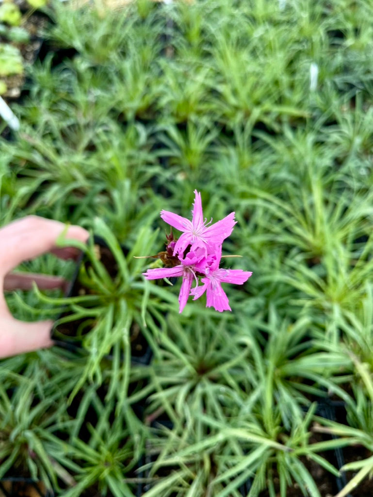 Dianthus carthusianorum