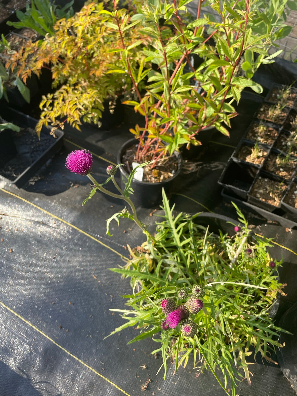 Cirsium rivulare ‘Trevor's Blue Wonder'