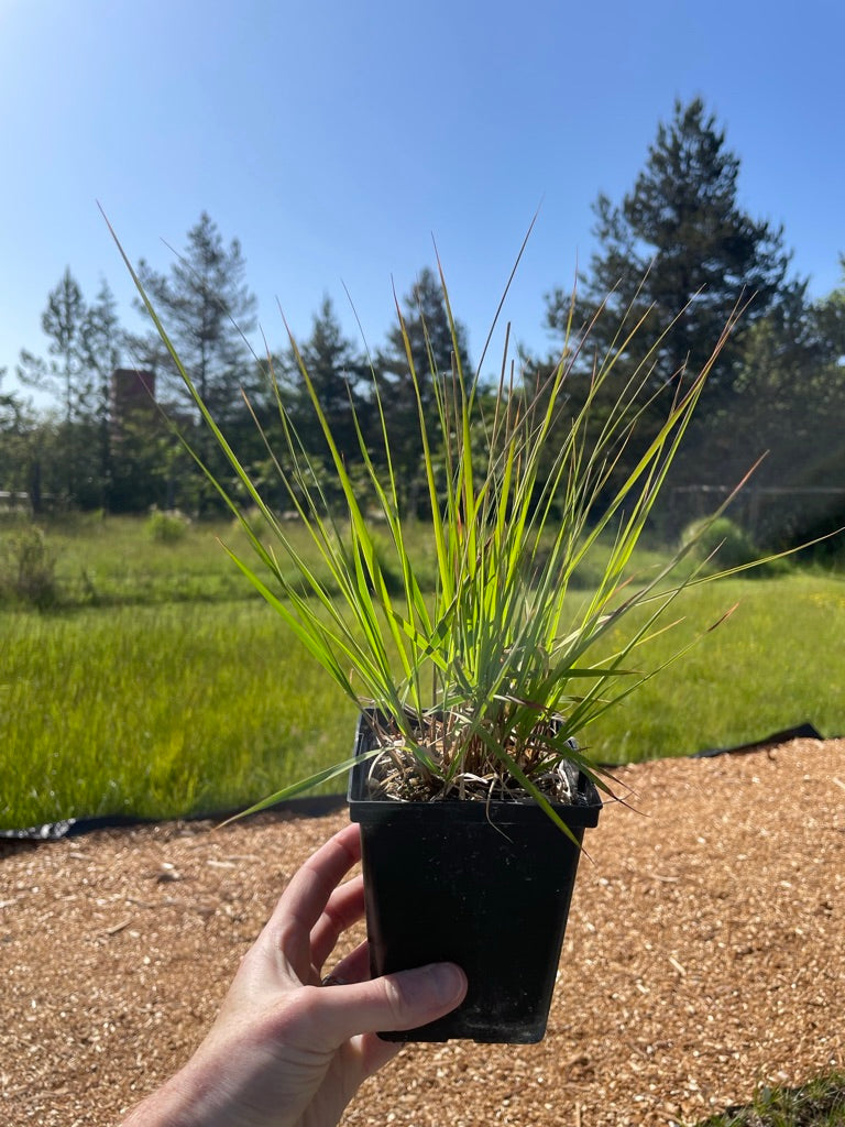 Molinia caerulea 'Moorflamme'