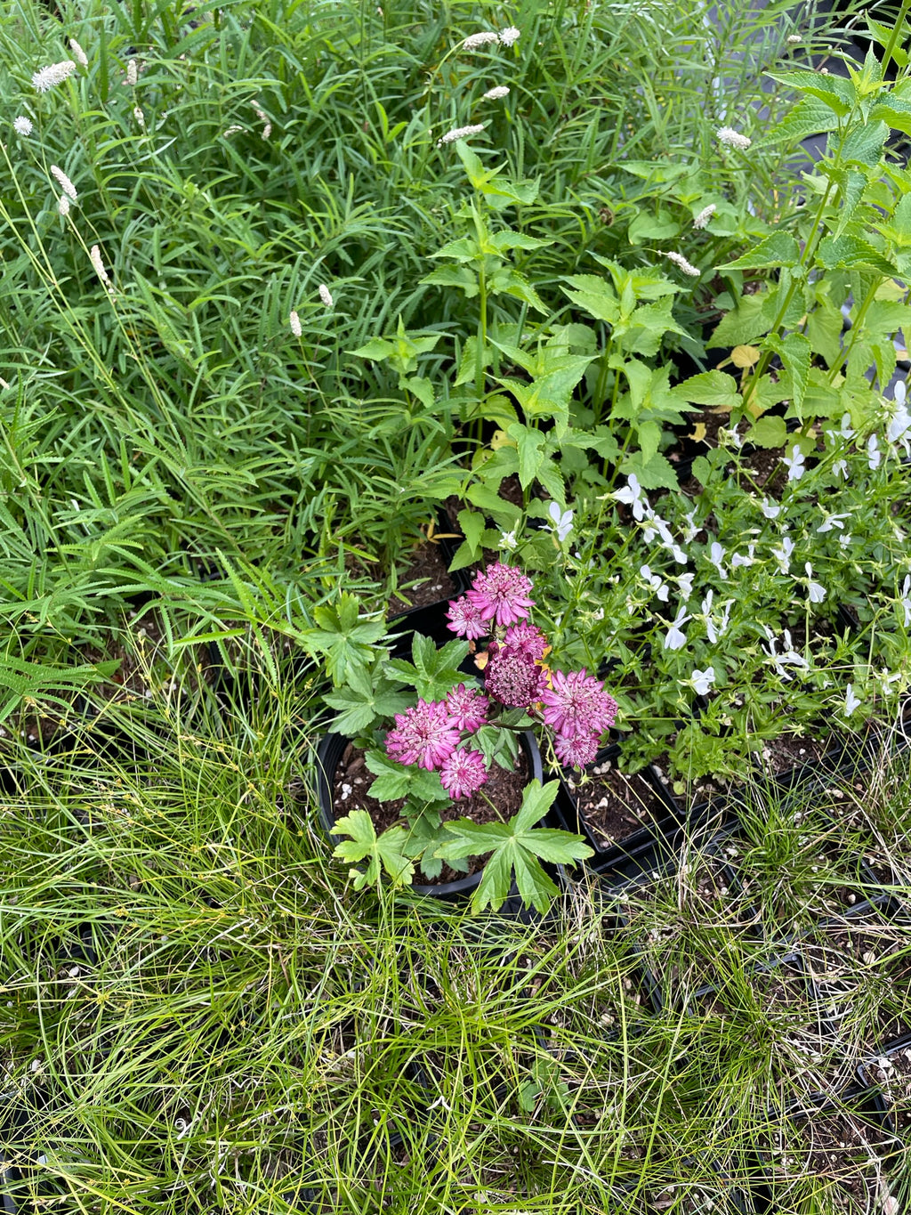 Astrantia major ‘Venice'