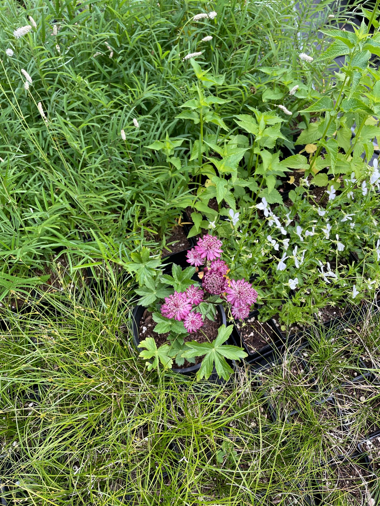 Astrantia major ‘Venice'
