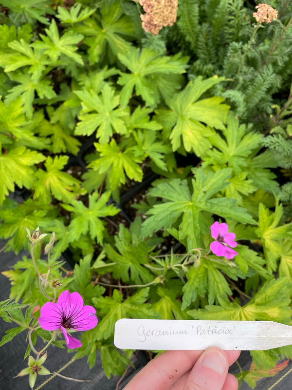 Geranium 'Patricia'