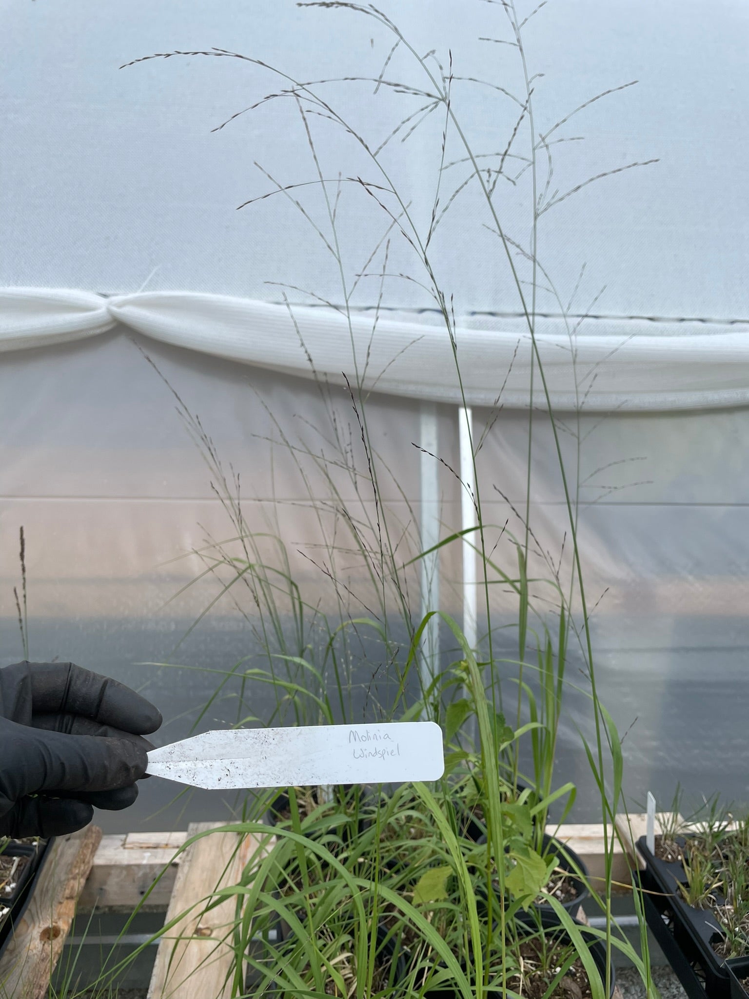 Molinia arundinacea 'Windspiel'