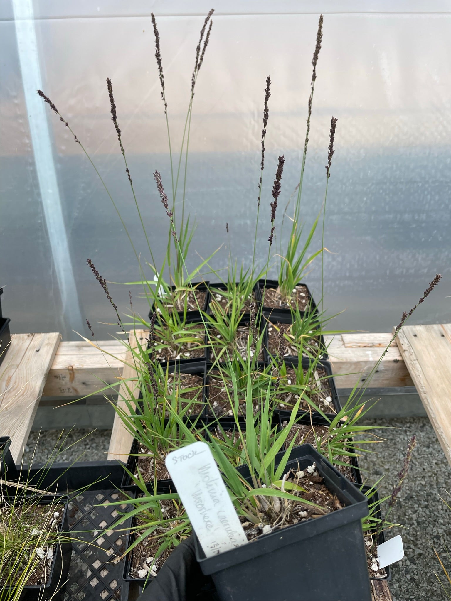 Molinia caerulea 'Moorhexe'