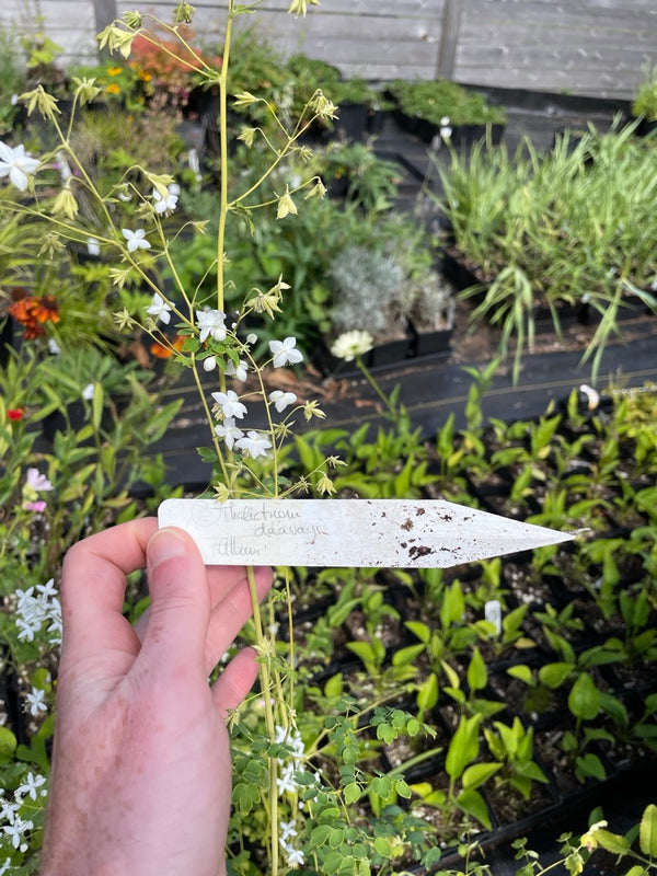 Thalictrum delavayi 'Album'