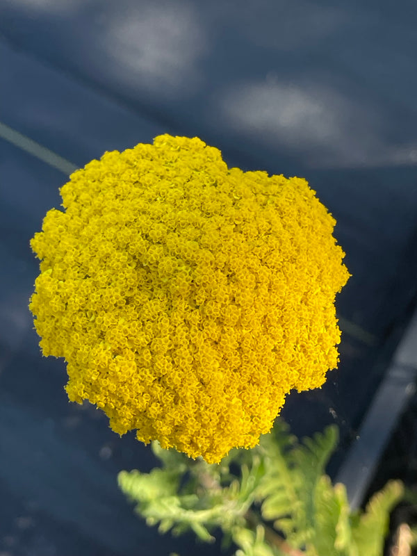 Achillea filipendulina ‘Parker's Variety'