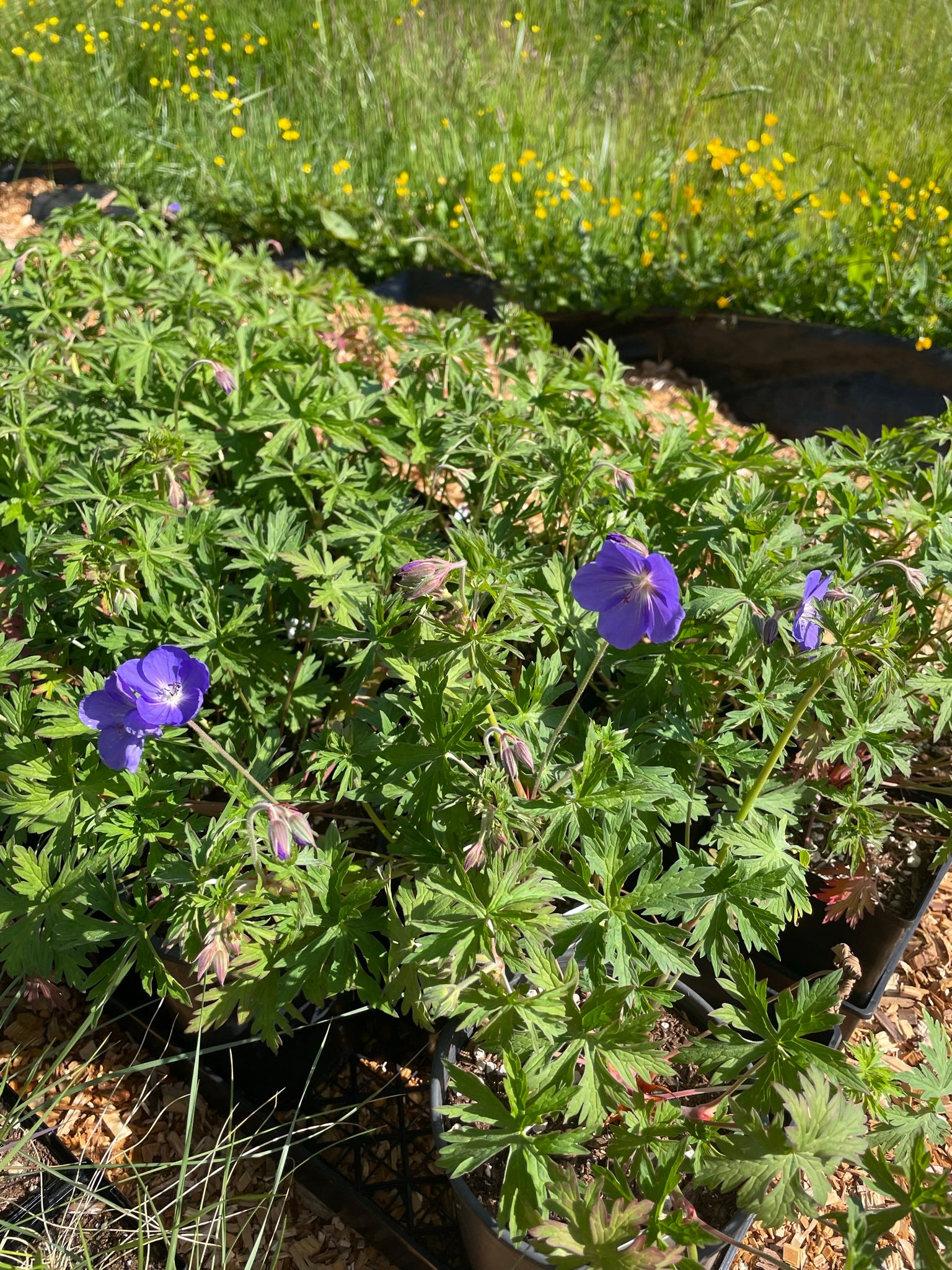 Geranium 'Brookside'