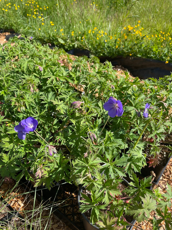 Geranium 'Brookside'